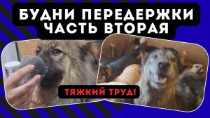 Будни передержки. Тяжкий труд! Часть 2. Не сдаёмся.