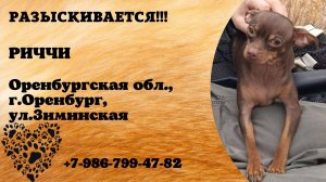 Пропала собака! РИЧЧИ. Оренбургская обл,  г.Оренбург