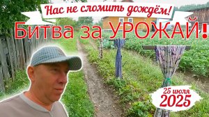 Дождю нас не сломить. Собираем и поливаем. Битва за урожай 2025.