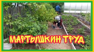 16/7 25 НЕ СТАЛА РАЗБРАСЫВАТЬСЯ. КОНЧИЛОСЬ ТЕПЛО. ЛИСТЬЯ ОТ ВСЯКИХ ТВАРЕЙ.