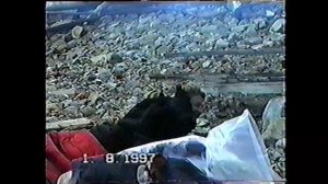 Про медведя на о. Недоразумения