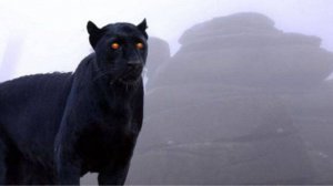 Зверь с Бодминских болот. Миф или монстр