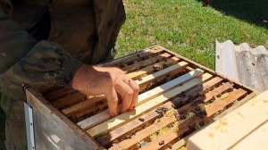 Мы с невестой Таней любим наших девочек !!!🐝