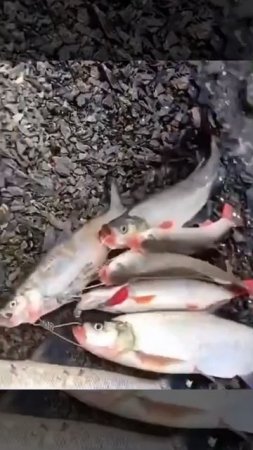 На кукане