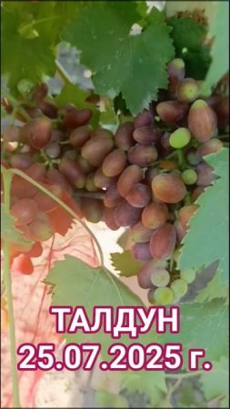 ТАЛДУН 25.07.2025 г.созревание