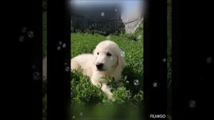 Ретривер из Новосибирска