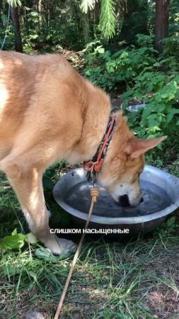 Собака не берет еду на улице #кинолог #собака #суперсобака #животные #кинология