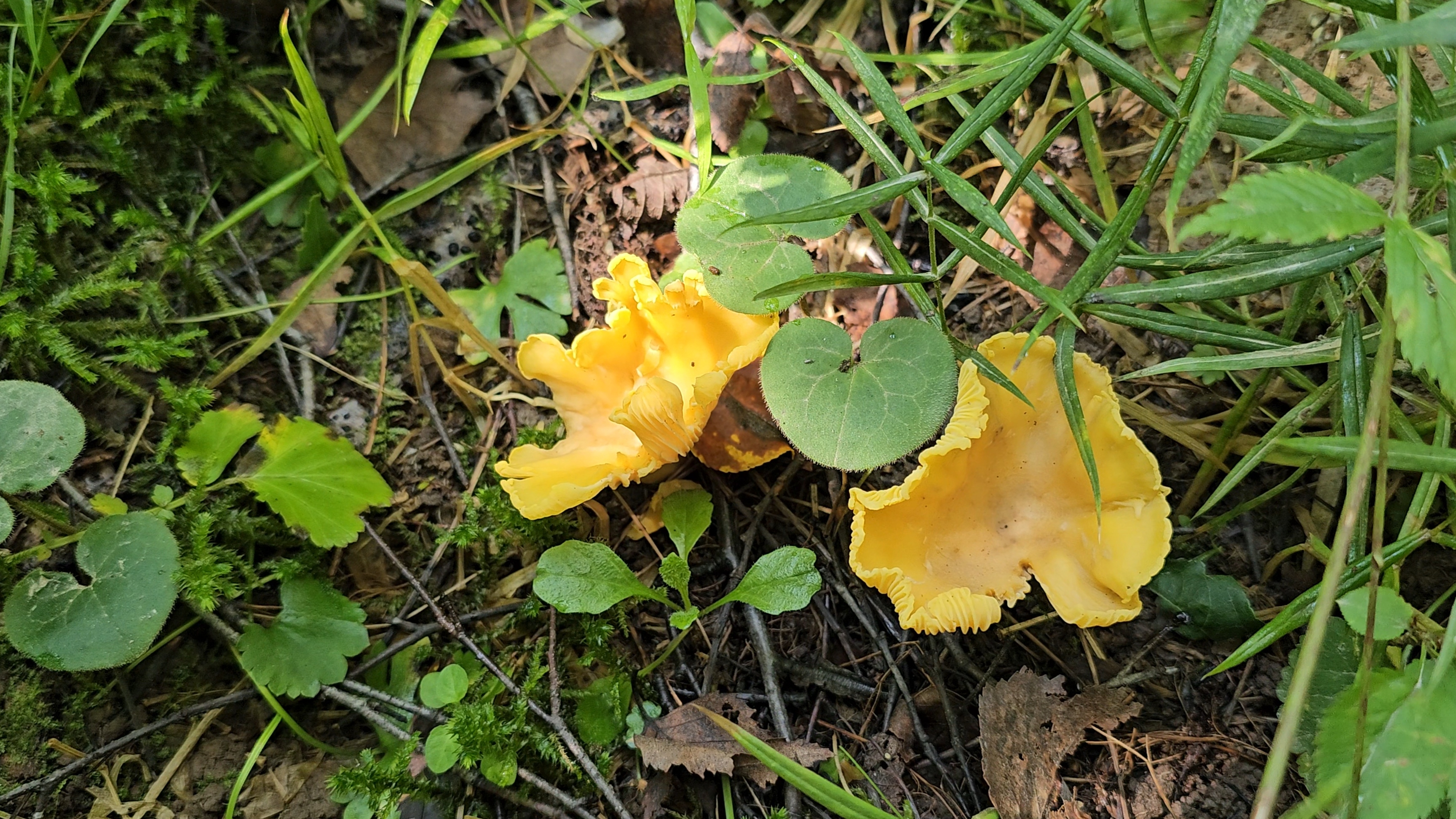 Грибы в Подмосковье. Грибников Больше чем Грибов! смотреть онлайн