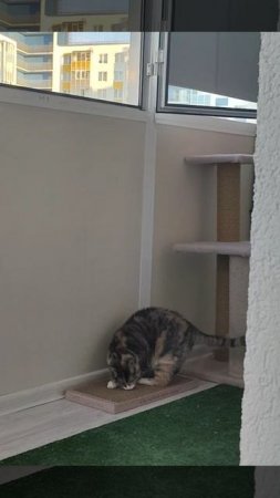 Бусинка довольна новой когтеточкой❤️