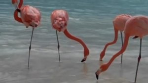 Гр.кино звезда