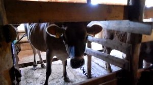 Крестьянское подворье(коровы)