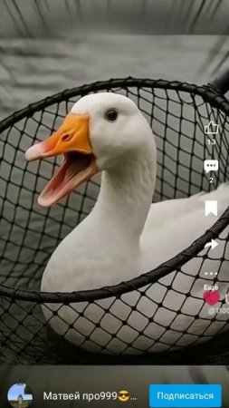 бомбардиры гусини