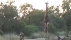 В Африке поймали очень странное поведение животных