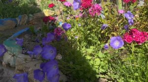 НАШИ КОЛОКОЛЬЧИКИ