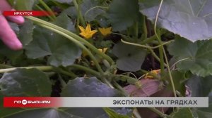 Сад образца 19 века создают в Иркутске