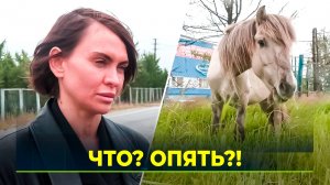 Новый поворот истории сбежавшего в газовой столице коня по кличке Снежок