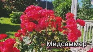 Дача🏡Прогулка по июльскому саду 20.07.25г.🌹💕Ленобласть.