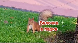 Белочка в парке