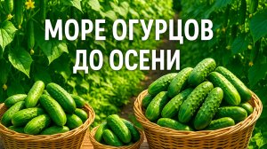Море огурцов до осени! Всего одна подкормка в июле!