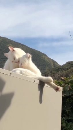 КОТОРОМАНТИКА