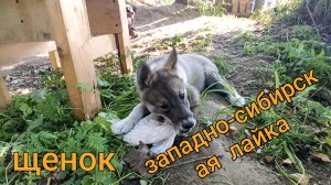Щенок западно-сибирской лайки