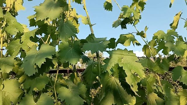 Зона рискованного виноградарства
