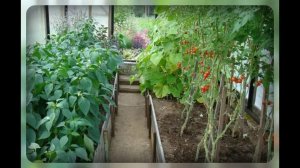 Перчики и томатики🫑🫑🫑🍅🍅🍅
