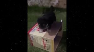 Смешные видео Приколы с животными