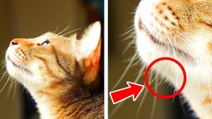 29+ шикарных фактов о котах, чтобы влюбиться в них еще сильнее