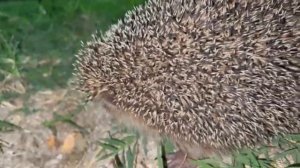 Ёжик – ночной житель у домиков кемпинга в Голубицкой