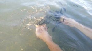 Чудо пляжа Сукко