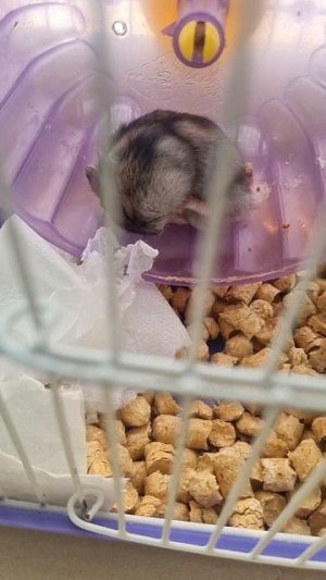 🐹хомяк  уснул