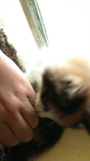 котики