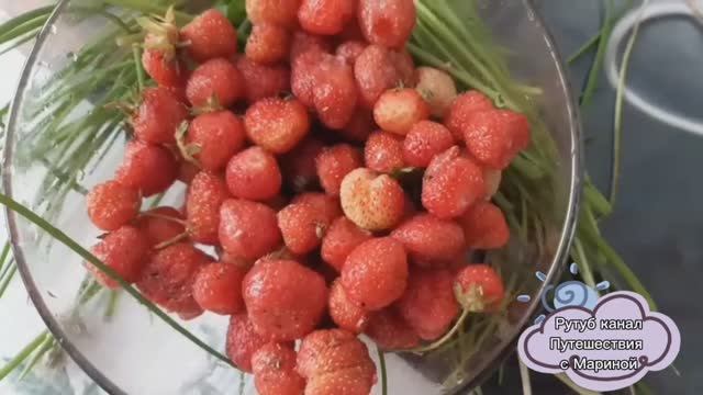 Земляника в лесу / поиск ягоды / июль 2025 года смотреть онлайн