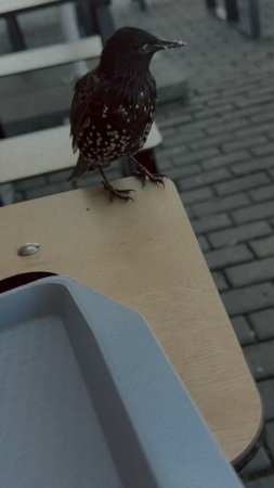Кто знает что это за птички?