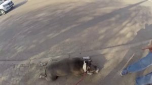 Как научить щенка спокойно относиться к другим собакам