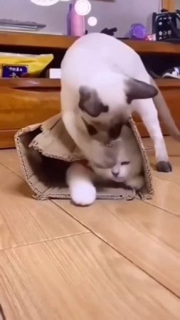 video_7571155323511.mp4