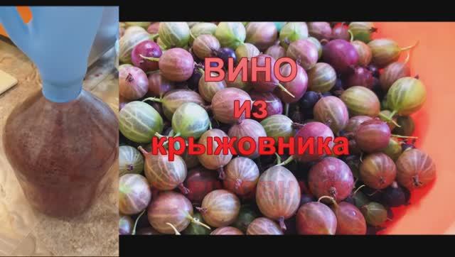 ВИНО из КРЫЖОВНИКА! Полезное и очень вкусное! смотреть онлайн