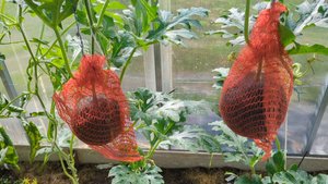 03-08-2025.Дача..Арбузы подвязаны..Виноград придется пересадить🤪