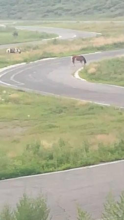 Кони 🦓