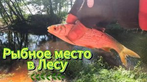 УДАЧНОЕ МЕСТО, ДЛЯ РЫБАЛКИ В ЛЕСУ, СБОРА ЯГОДЫ ЧЕРНИКИ, ГРИБОВ, ОТЛИЧНОЕ МЕСТО ДЛЯ ОТДЫХА.