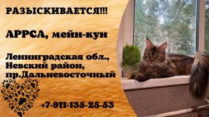 Пропала кошка! АРРСА, мейн-кун. Ленинградская обл., Невский район.