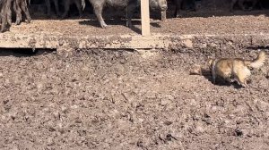 Охота на Кабана