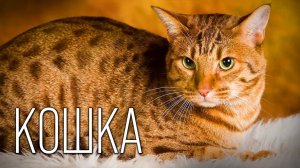 История появления кошки: Интересные факты про кошек🐈