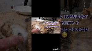 Животные.Сборник моментов из жизни братьев меньших.Фильм1.Серия5 .mp4
