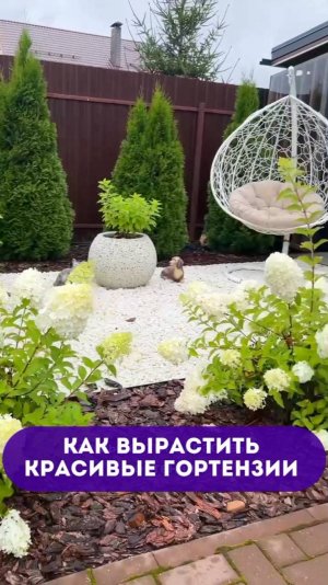 🪻Советы по формированию великолепных соцветий у гортензий
