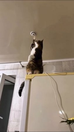 Коты помощники
