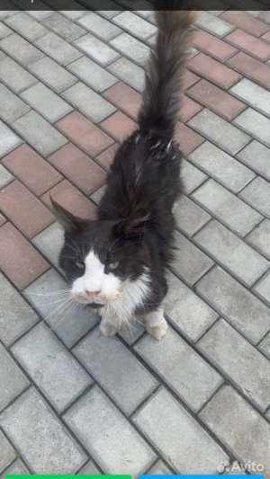 🙏ХОЗЯЕВА ОТКАЗАЛИСЬ ОТ НЕГО😿