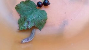 Убежище для гусеницы в непривычной среде
