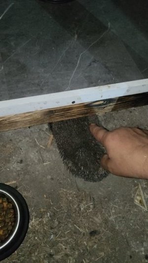 Колючий гость.